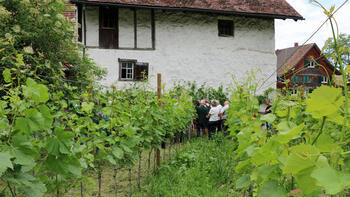 Weinreben im Garten vom Schlossguggerhaus