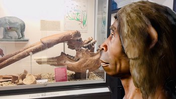 Ein AR-Artefakt eines Homo Neanderthalensis steht vor einer Vitrine fossiler Tiere