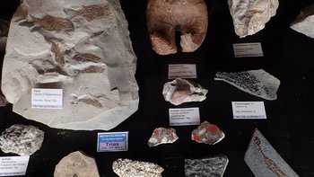 Muscheln, Fische, Saurier...